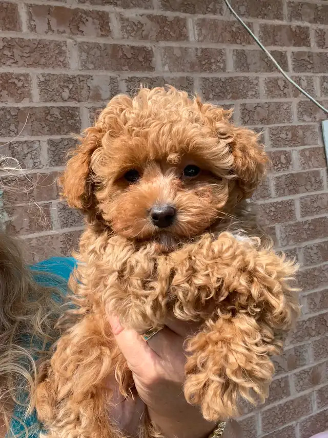 Precious Toy Poodle in Dogs & Puppies for Rehoming in Markham / York Region - Image 9