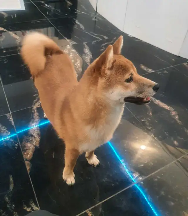 Shiba Inu☆Pure Race☆Faite Une Offre in Dogs & Puppies for Rehoming in Laurentides - Image 5