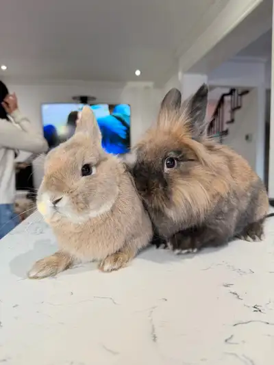 rehome bunnies, View more