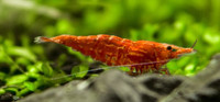 (Sold out) Cherry Shrimp - Neocaridina davidi