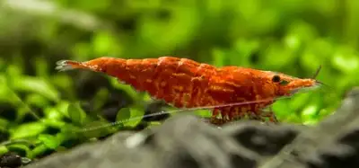 Cherry Shrimp - Neocaridina davidi, View more