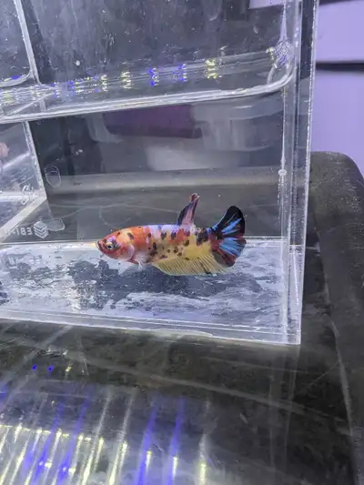 High quality female plakat beta, View more