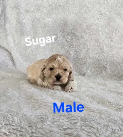 Only 1 left!! Beautiful Cockapoo Puppies for Sale!, View more
