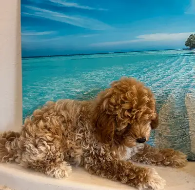 Only 2 left! Mini Poodle puppies!, View more