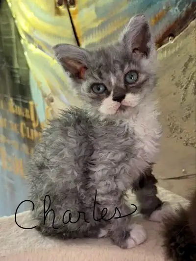 Nous avons 5 magnifiques chatons Selkirk rex pure race à vous proposer. Nous cherchons des foyers ai...