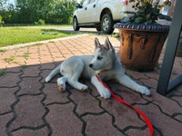 Purebred Blue Eyed Siberian Husky Females *** Ready to go***