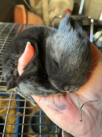 Silver fox cross rabbits - young does (2 left!)