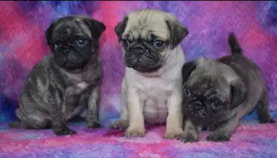 Pug Puppies, View more
