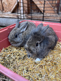 11 week old bunnies