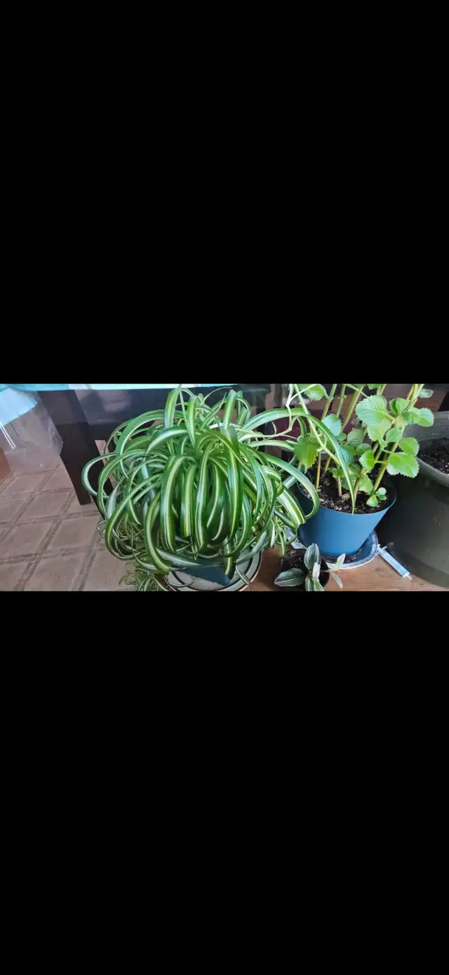 Spider plant490890803387443203