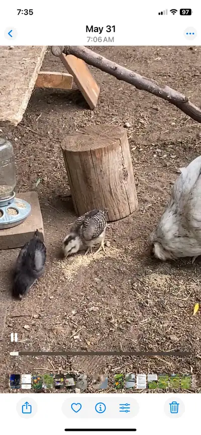They have been looked after by mom, but now she is done!