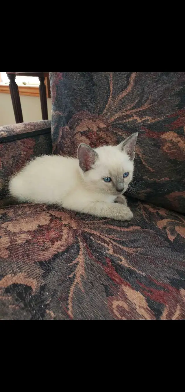 Siamese Kittens in Cats & Kittens for Rehoming in Oakville / Halton Region - Image 5