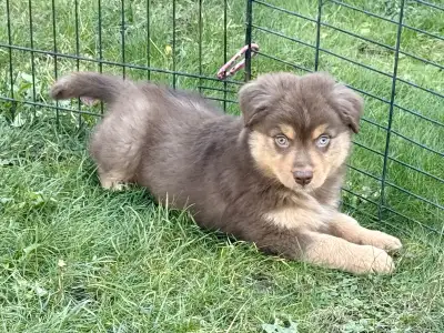 Purebred ASDR registered Mini Australian Shepherd puppies, View more