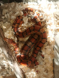 Corn snake , Aquarium, equipment