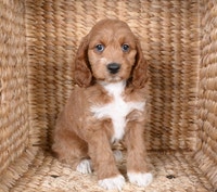 COCKAPOO PUPPIES WITH BEAUTIFUL COATS 
