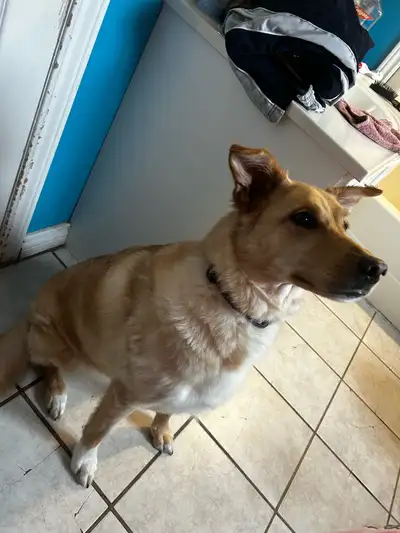 German shepherd border collie mix, View more