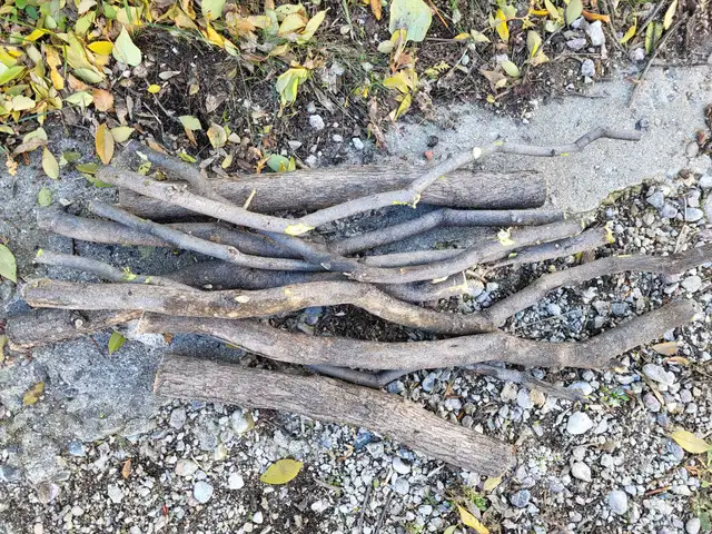 Wood logs/branches FREE. About 1 dozen pieces. in Free Stuff in Winnipeg - Image 2