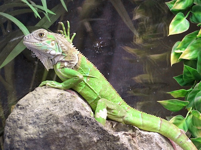BEAUTIFUL GREEN IGUANAS SPECIAL $125 in Reptiles & Amphibians for Rehoming in Barrie - Image 2