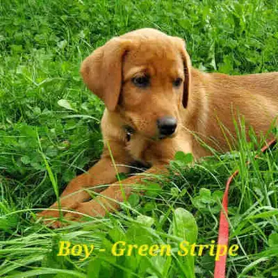 Fox Red Lab Puppies, View more