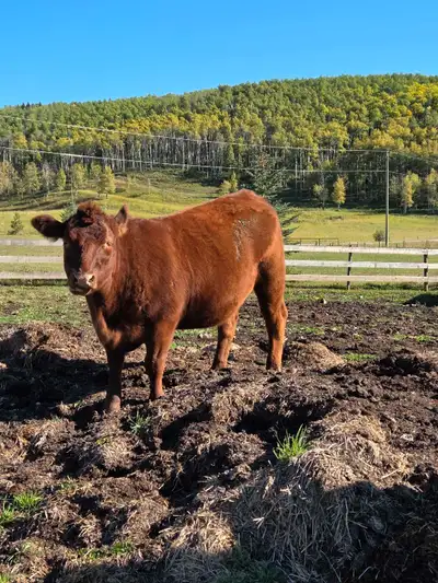 Preg checked Limo-Angus cross heifer. Bred black Angus. Lovely quiet acreage raised cow. Located in...