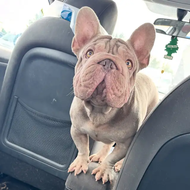 BOULEDOGUE FRANCAIS / FRENCH BULLDOG in Dogs & Puppies for Rehoming in Laval / North Shore - Image 8