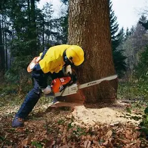 ***Tree Trimming & Yard Clean-up  - Phone/Text: 647-226-5227***62864740381953121