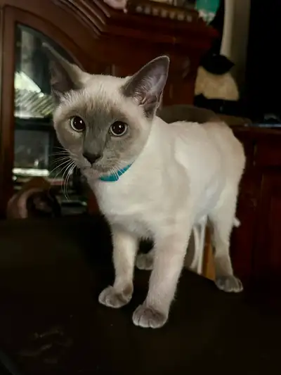 Chaton siamois, mâle, né le 23 décembre 2024. Très affectueux. Les parents sont sur place. À Trois-R...