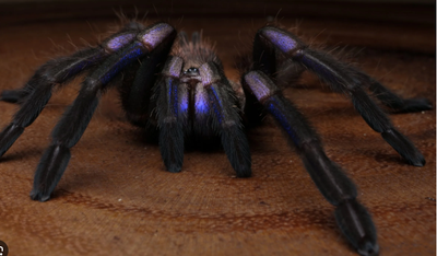 TARANTULA'S FOR SALE, View more