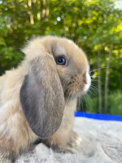 Bébé lapin bélier hollandais nain pure race - DISPONIBLE , View more