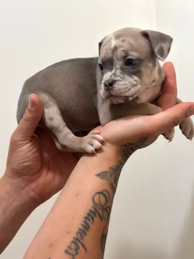 French Bully, View more