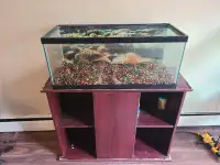 20 gallon aquarium