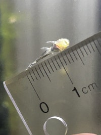 Bristlenose pleco fry (Albino recessive) Mississauga / Peel Region Toronto (GTA) Preview