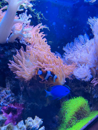 Osolaris clown fish + blue damsel 