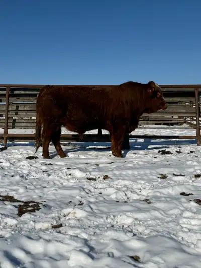 2 year old Simmental Bull POLLED, View more