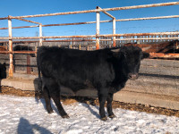 Yearling Bulls (Angus/Longhorn)
