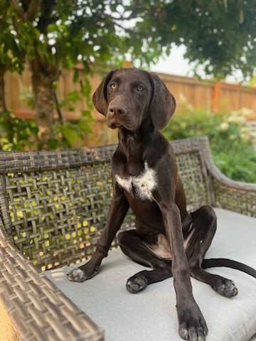 German short haired pointer puppies  in Dogs & Puppies for Rehoming in Edmonton - Image 2