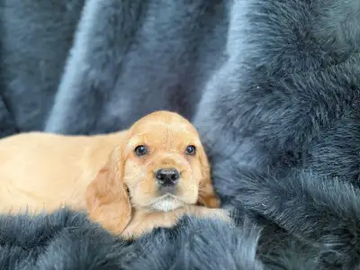 Cocker Spaniel Puppies, View more