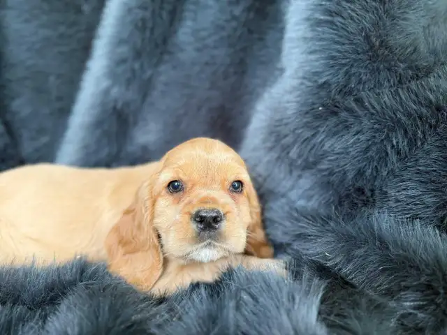 Cocker Spaniel Puppies in Dogs & Puppies for Rehoming in City of Toronto - Image 3