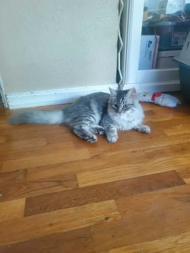 Siberian junior kitten