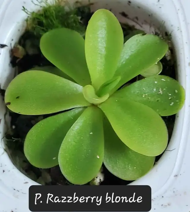 Pinguicula Razzberry blonde butterwort carnivorous plant in Plants, Fertilizer & Soil in City of Toronto - Image 6