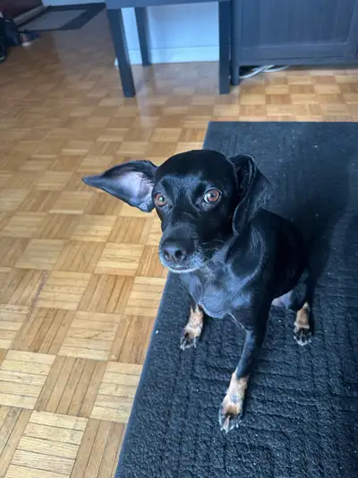 Oscar is going to be 5 years old this July and he is very loving well trained boy. His breed is Pins...