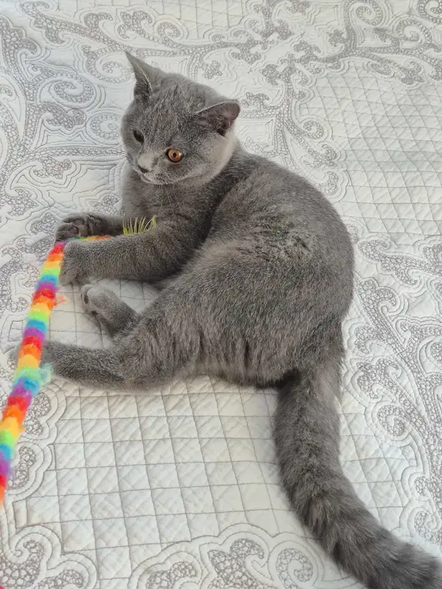 chaton mâle British Shorthair bleu in Cats & Kittens for Rehoming in West Island - Image 7