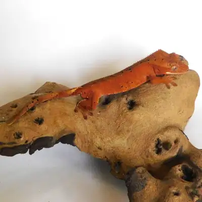 Beautiful Crested Geckos - many different morphs!, View more