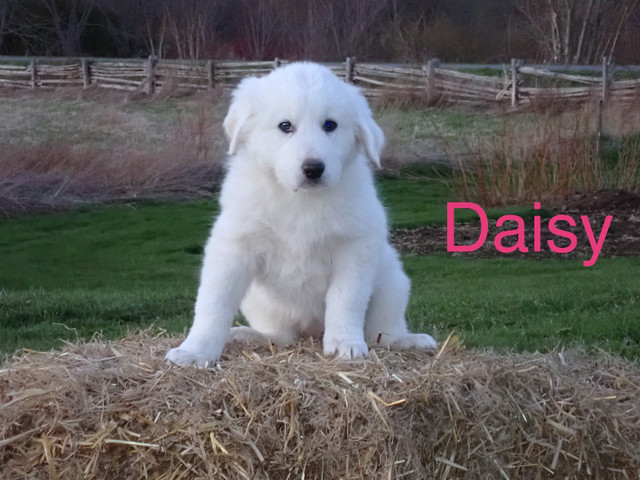READY TO GO!  Great Pyrenees Puppies in Dogs & Puppies for Rehoming in Oshawa / Durham Region - Image 2