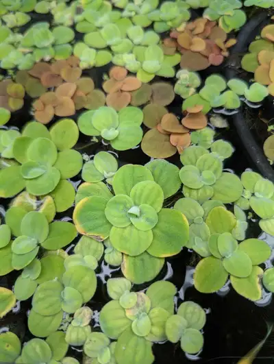 Dwarf water lettuce floating plant, View more