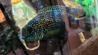 ABSOLUTELY  Stunning Male Jack Dempsey for sale $125