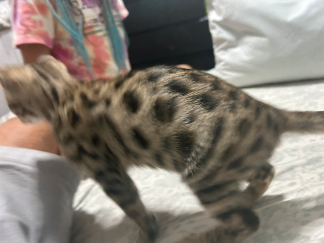 Bengal Kittens in Cats & Kittens for Rehoming in Richmond - Image 3