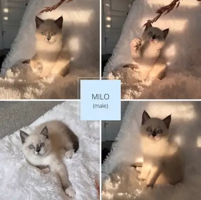 Ragdoll x Himalayan Kittens for sale, View more