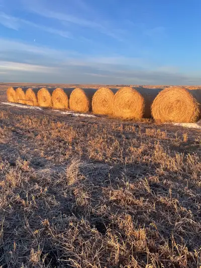 Round  green feed bales, View more