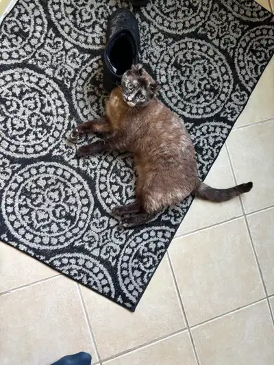 2 chats femelles opérées, View more